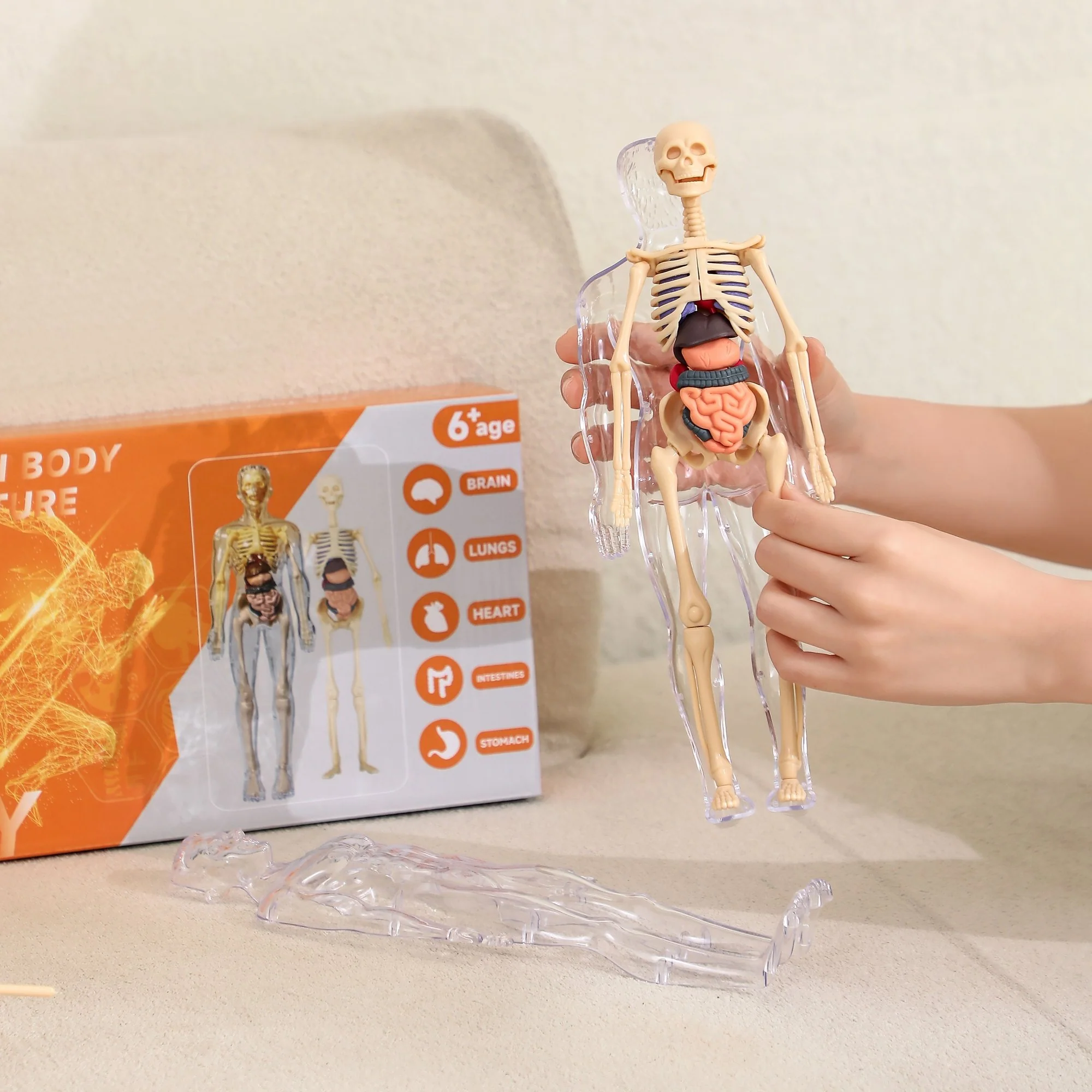 Clear Human Body Structure Model - Image 4