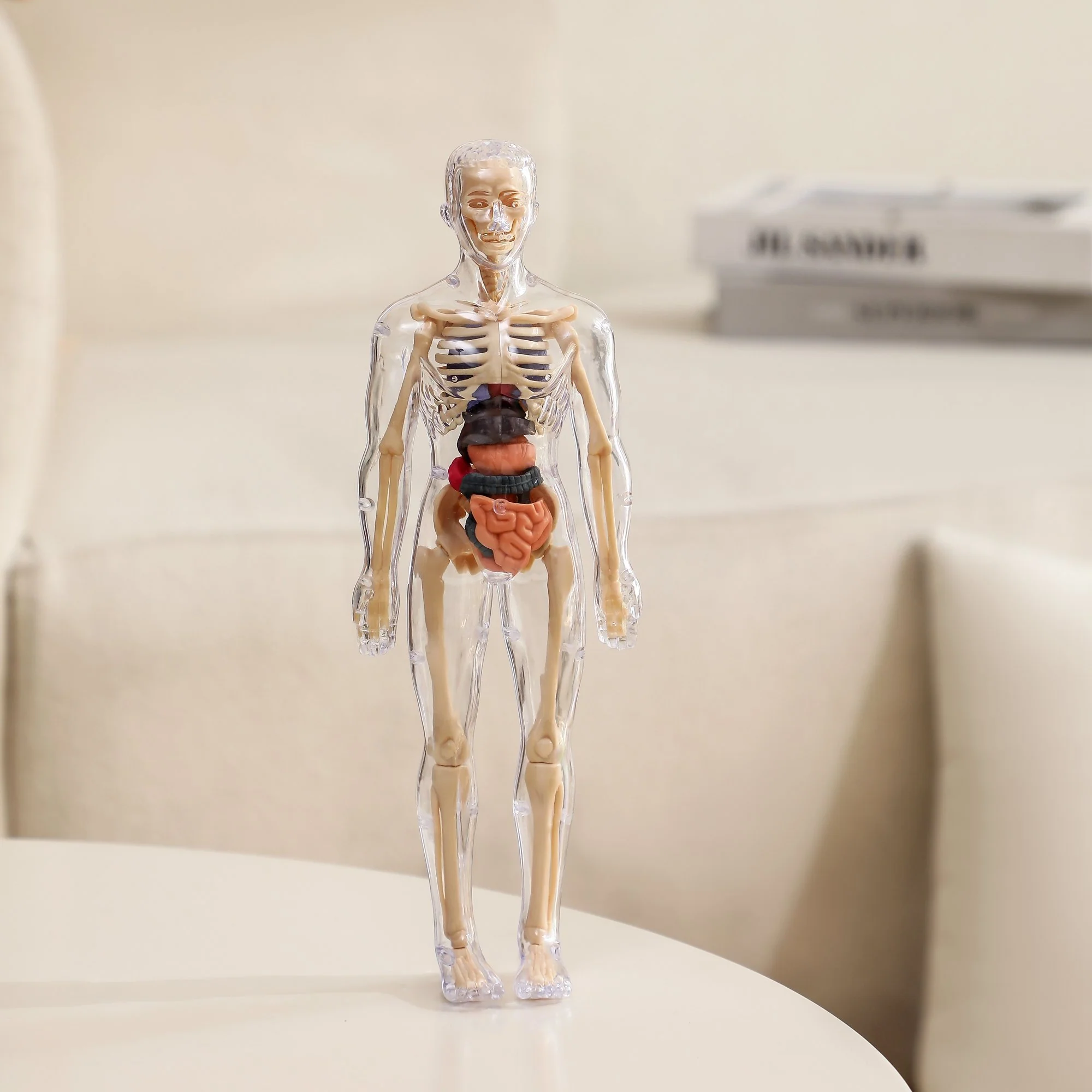 Clear Human Body Structure Model - Image 5