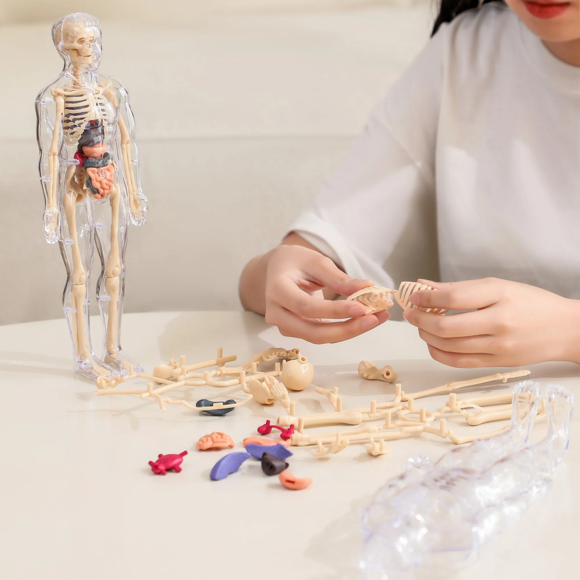 Clear Human Body Structure Model - 50% OFF