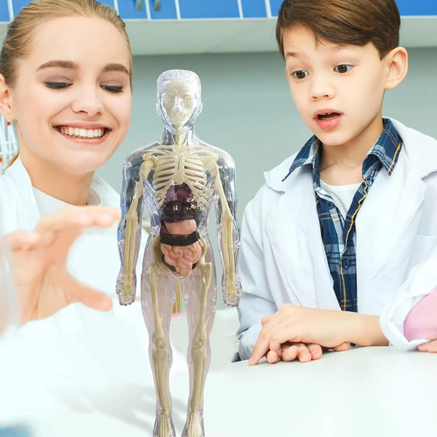 Clear Human Body Structure Model - 50% OFF - Image 5