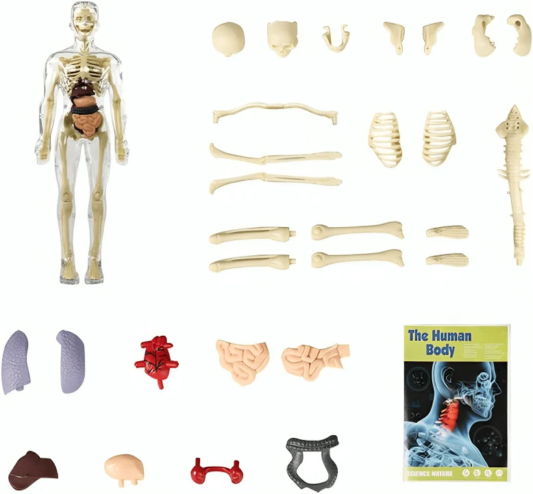Clear Human Body Structure Model - 50% OFF - Image 6