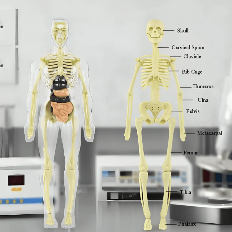 Clear Human Body Structure Model - 50% OFF - Image 7