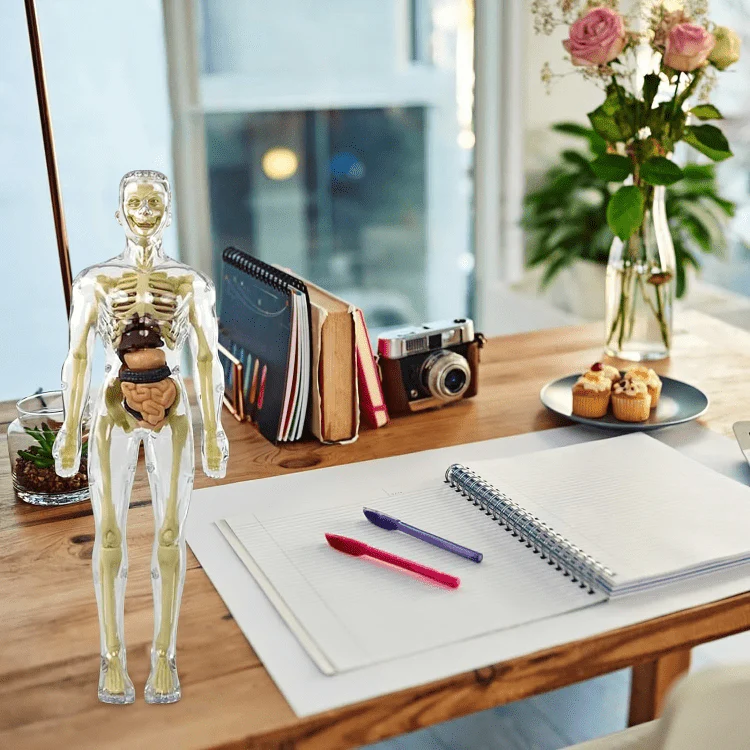 Clear Human Body Structure Model - 50% OFF - Image 8