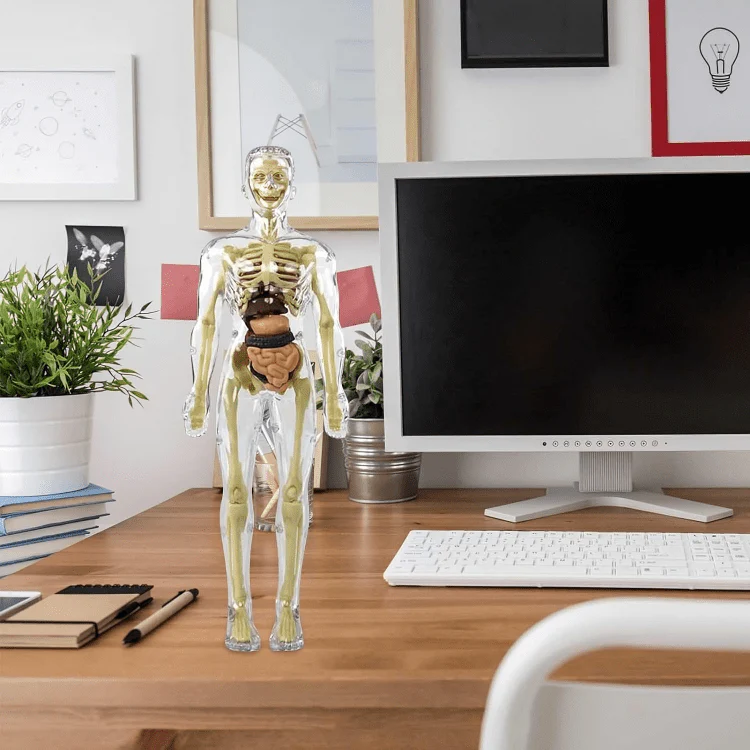 Clear Human Body Structure Model - 50% OFF - Image 9