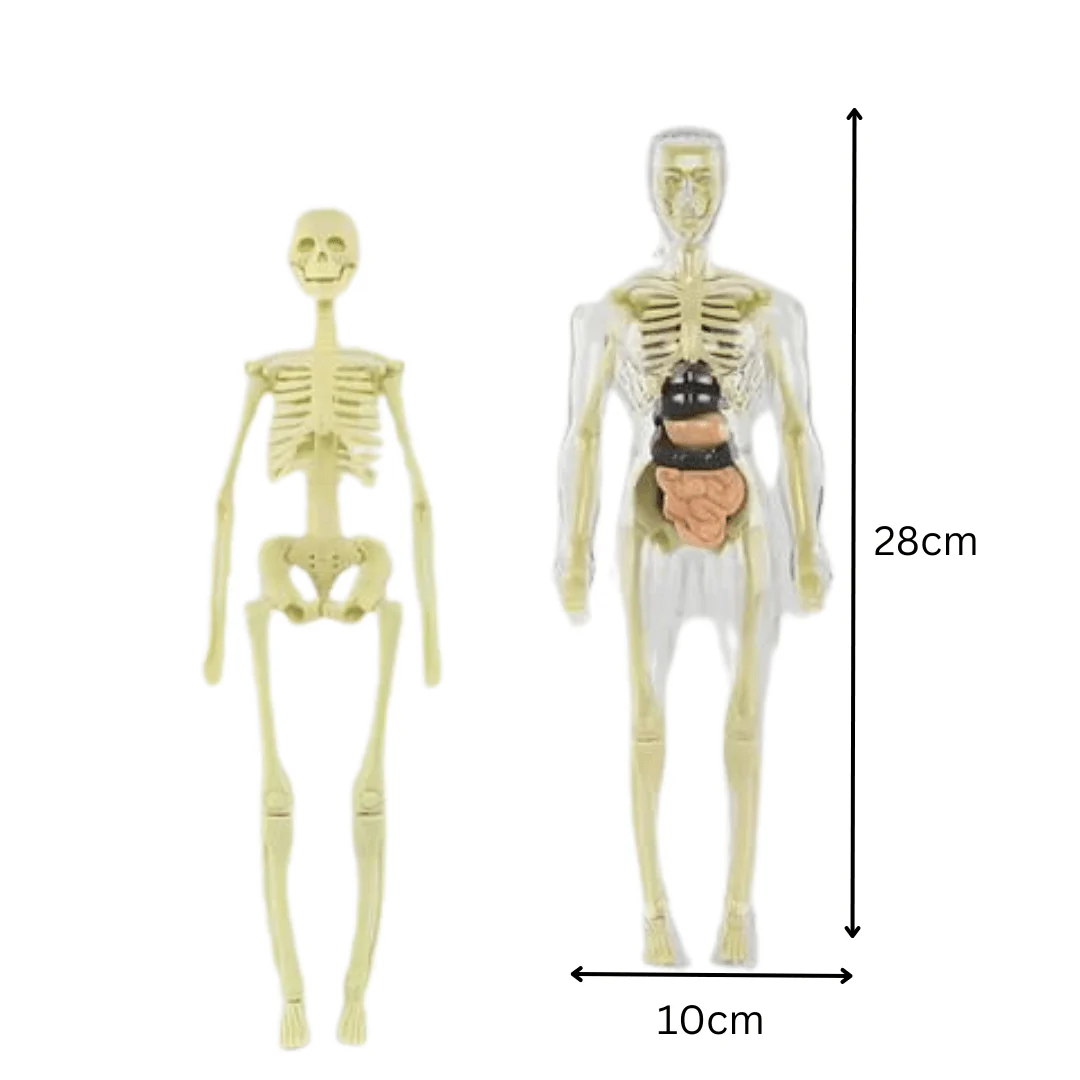 Clear Human Body Structure Model - Image 6