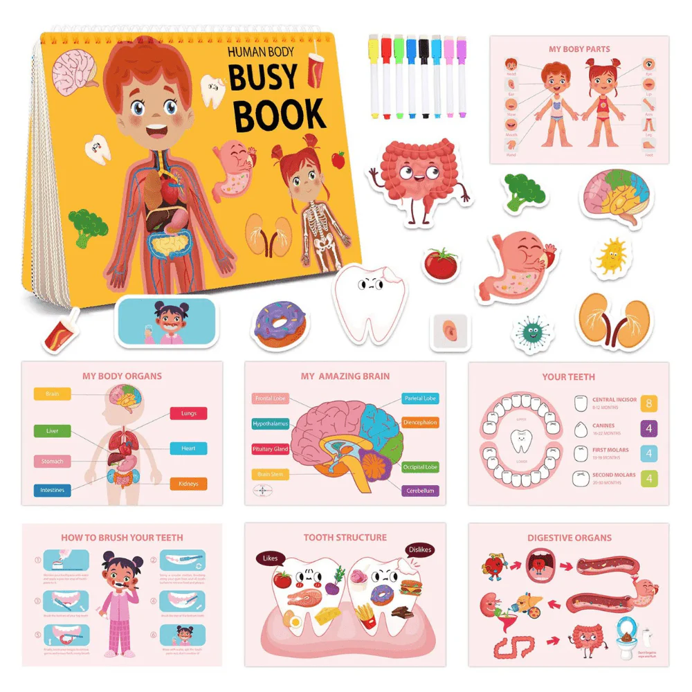 Human Body Education Interactive Learning Book - Image 3